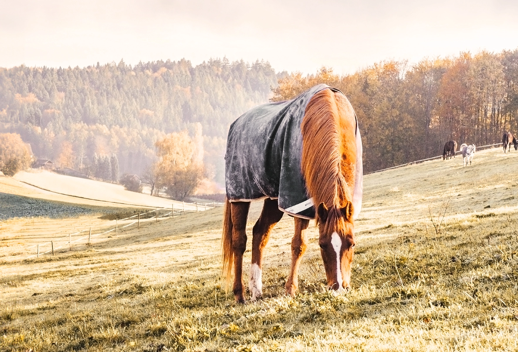 Fotografie eines grasenden Pferdes